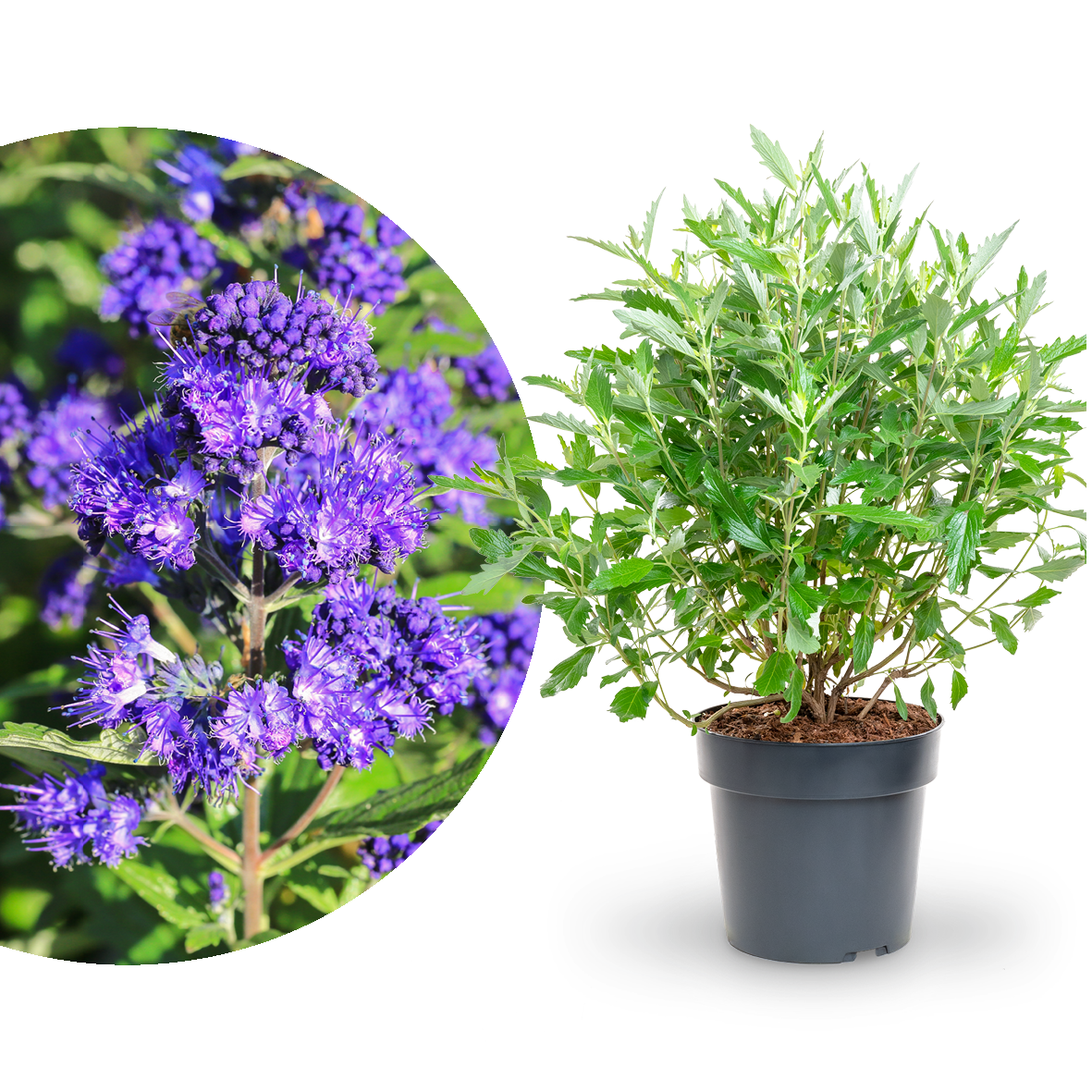 Bartblume 'First Choice'