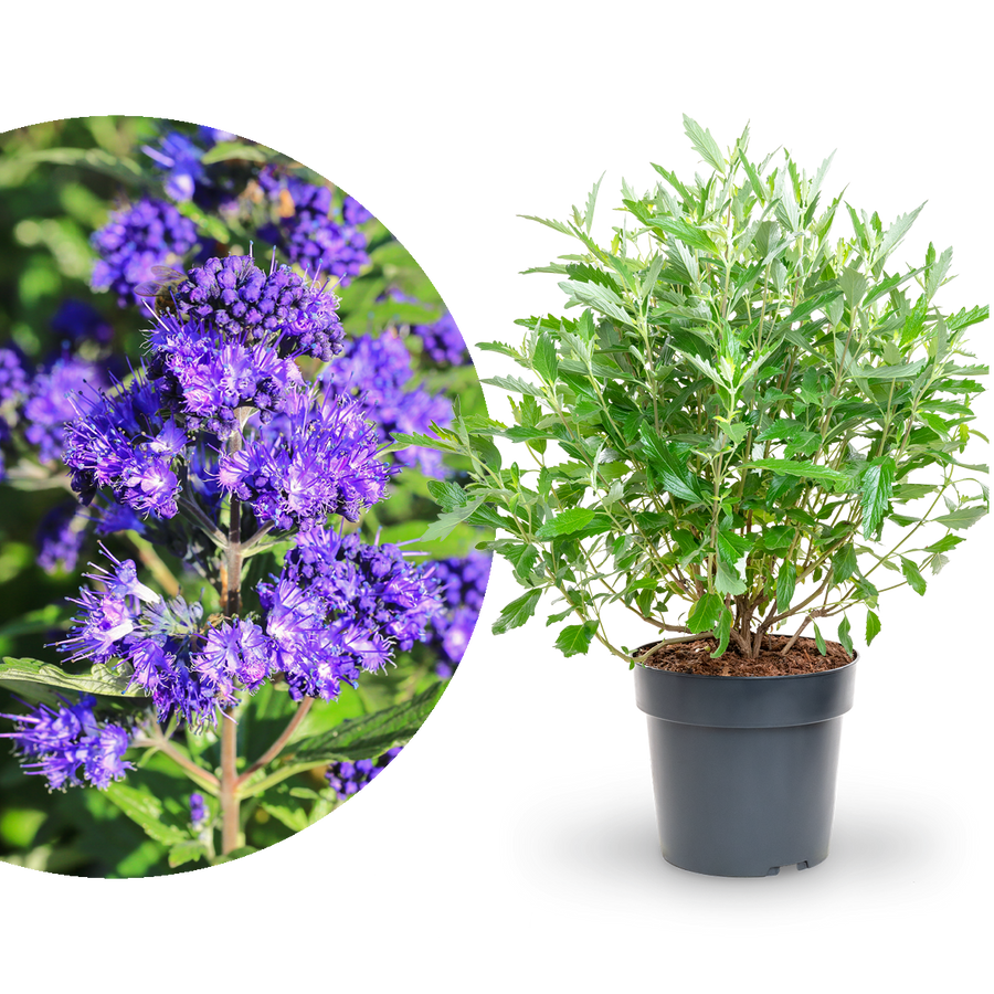 Bartblume 'First Choice'