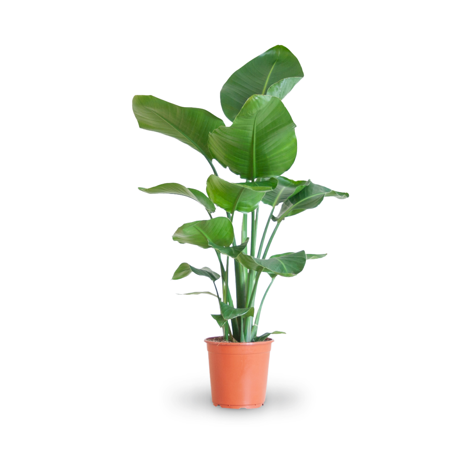 Baumstrelitzie (Strelitzia nicolai) kaufen