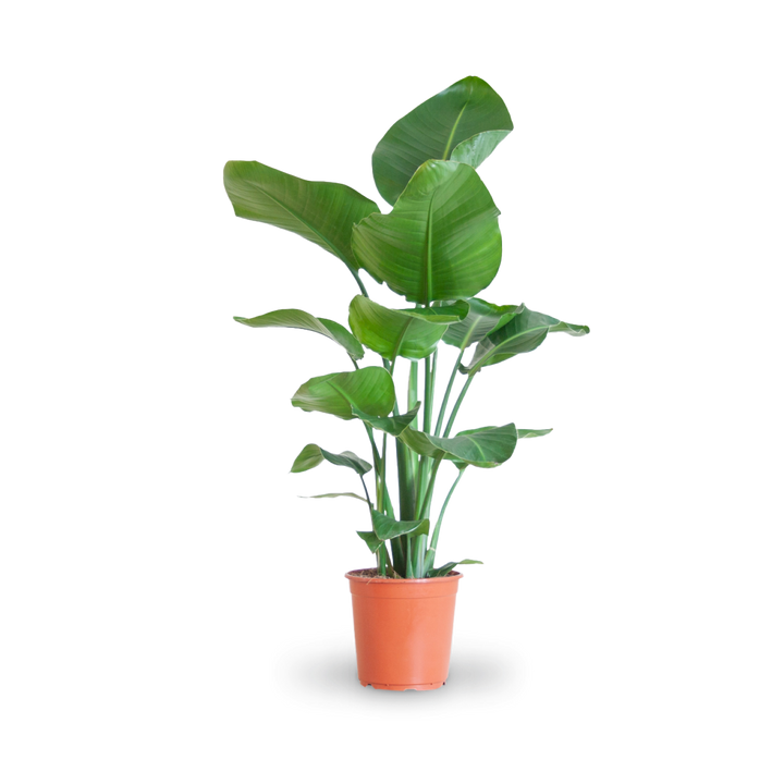 Plantura Baumstrelitzie