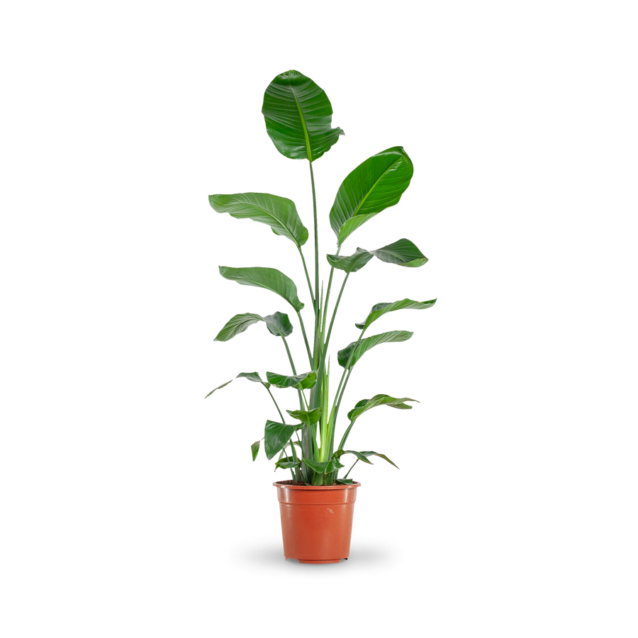 Plantura Baumstrelitzie XXL-Größe