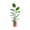 Plantura Baumstrelitzie XXL-Größe