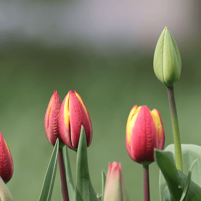Bio-Blumenzwiebeln