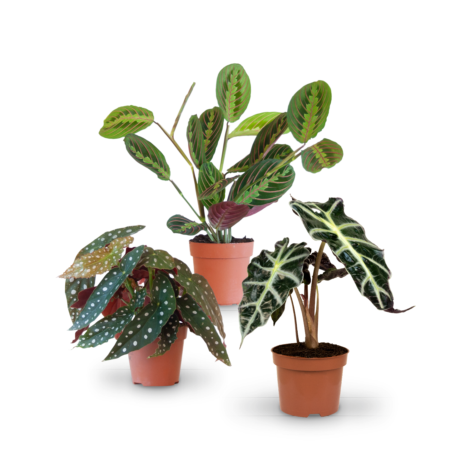 Blattschmuck-Zimmerpflanzen (3er Set) kaufen