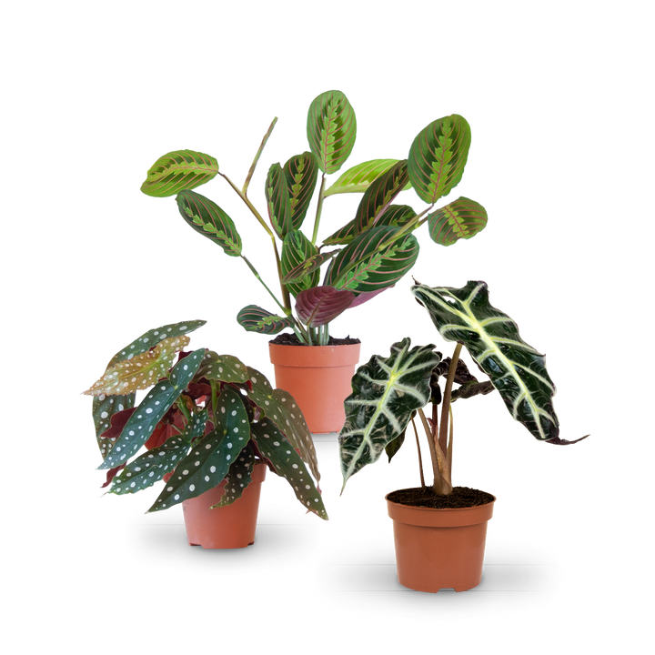Plantura Blattschmuck-Zimmerpflanzen im Set