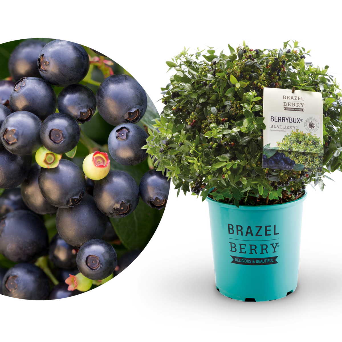 Plantura Blaubeere BrazelBerry® 'BerryBux'®
