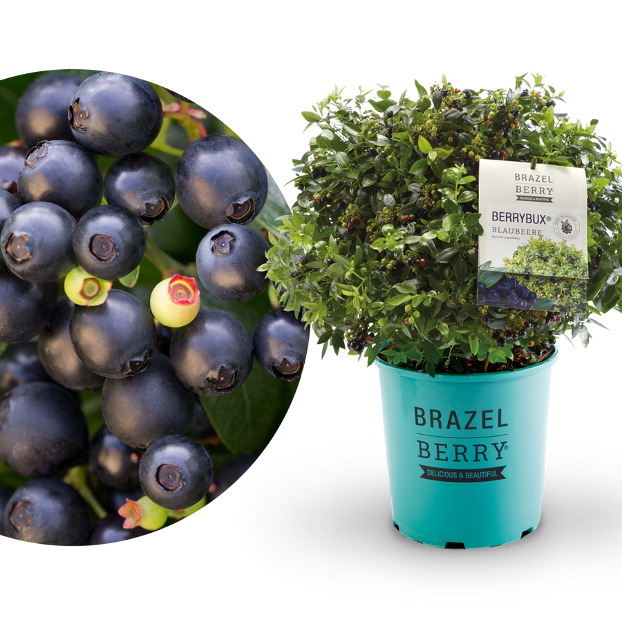 Plantura Blaubeere BrazelBerry® 'BerryBux'®