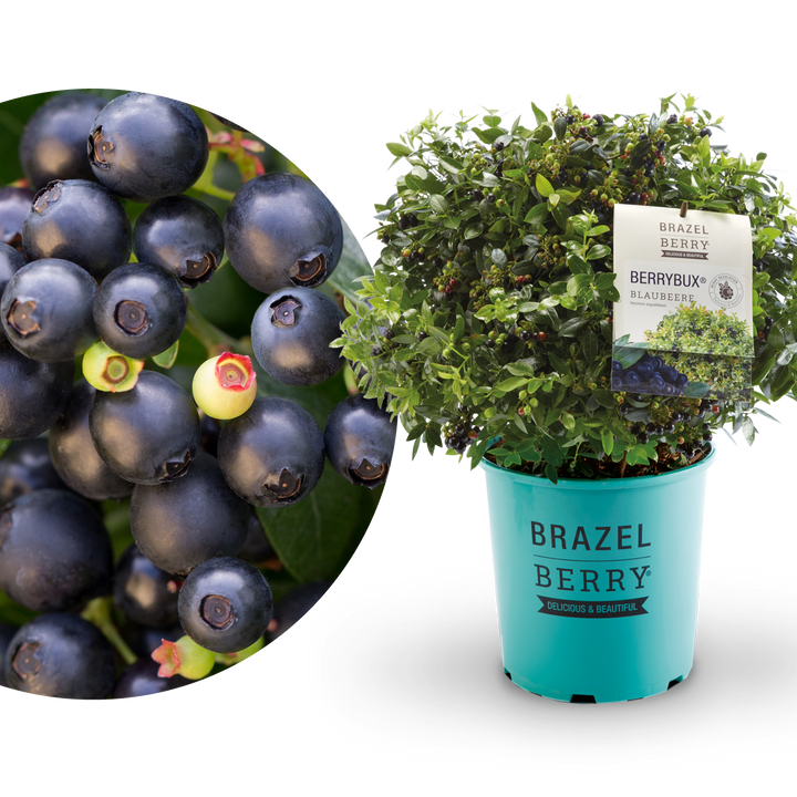 Plantura Blaubeere BrazelBerry® 'BerryBux'®