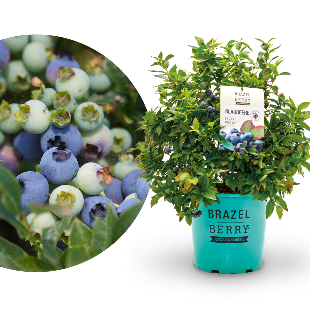 Blaubeere Brazelberry® 'Jelly Bean'®