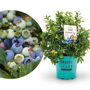 Blaubeere Brazelberry® 'Jelly Bean'®