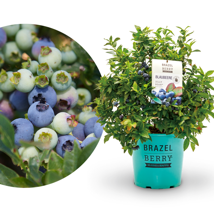 Plantura Blaubeere BrazelBerry® 'Jelly Bean'®