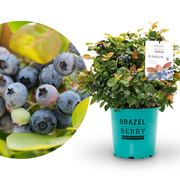 Plantura Blaubeere BrazelBerry® 'Peach Sorbet'®