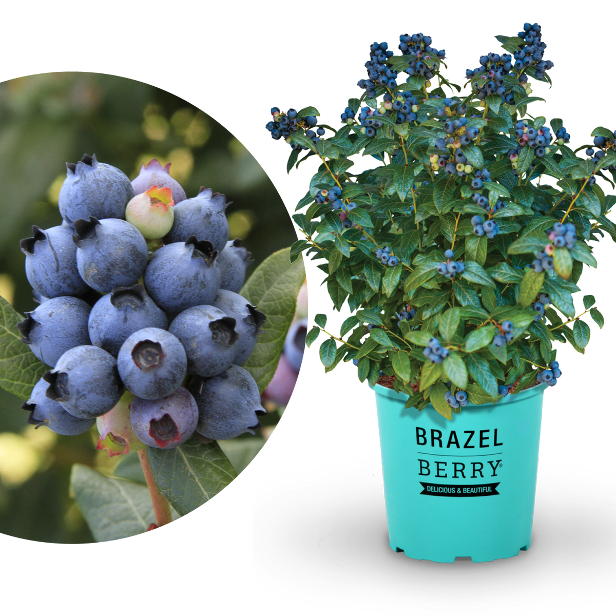 Blaubeere Brazelberry® 'Perpetua'