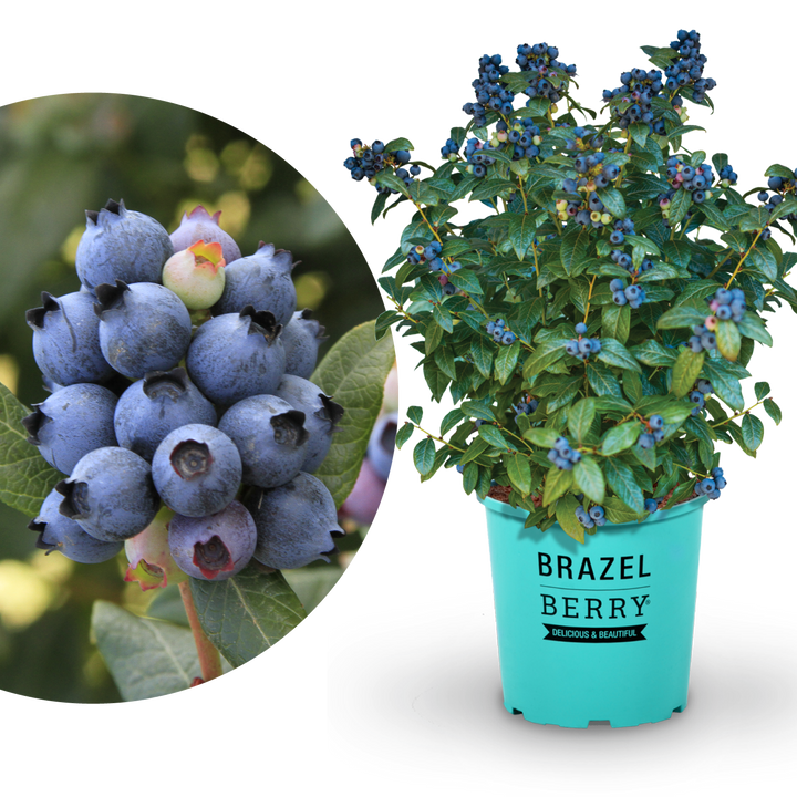 Plantura Blaubeere BrazelBerry® 'Perpetua'