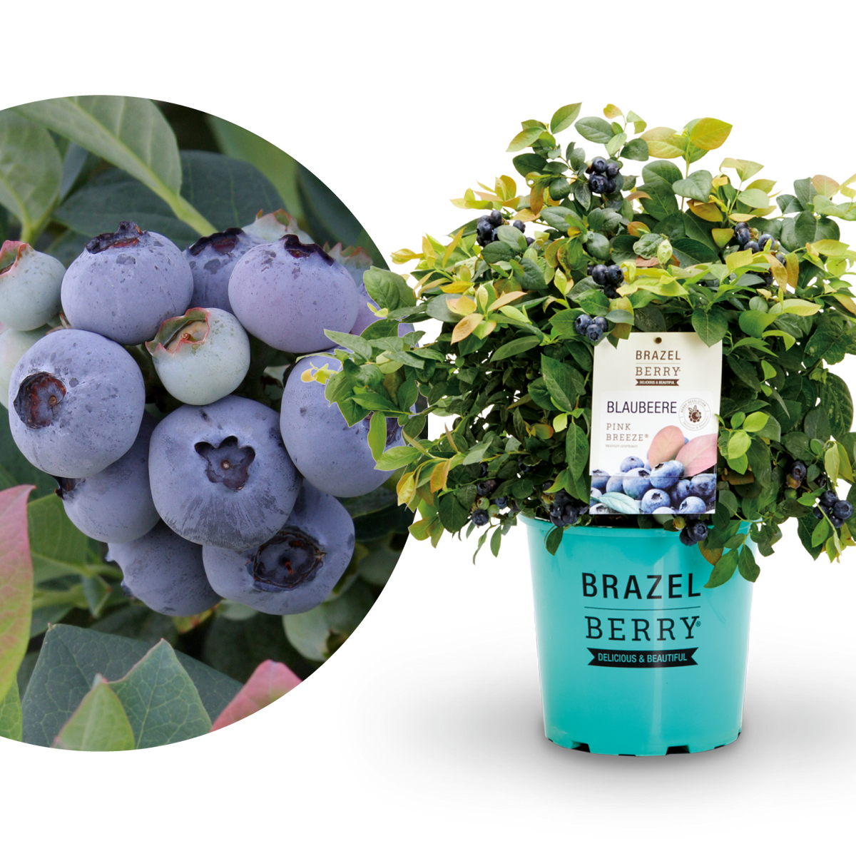 Plantura Blaubeere BrazelBerry® 'Pink Breeze'®