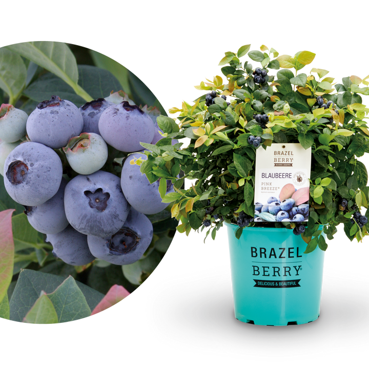 Plantura Blaubeere BrazelBerry® 'Pink Breeze'®