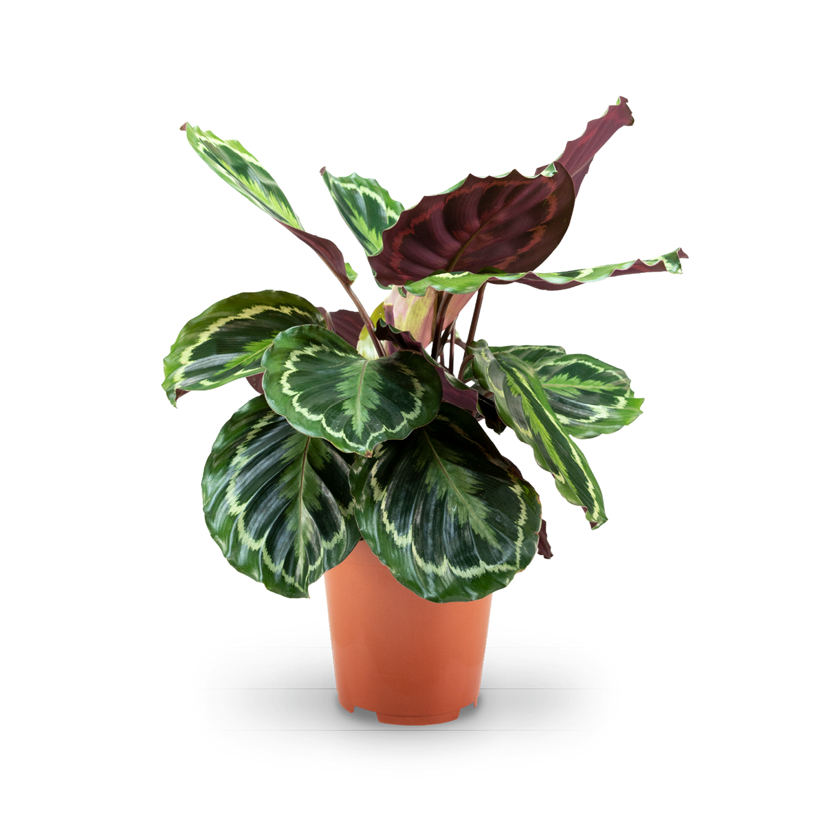 Plantura Calathea 'Medaillon'