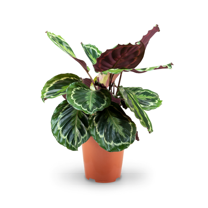 Plantura Calathea 'Medaillon'