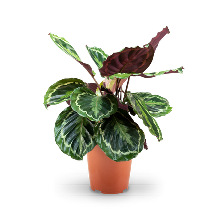 Calathea roseoptica 'Medaillon' kaufen