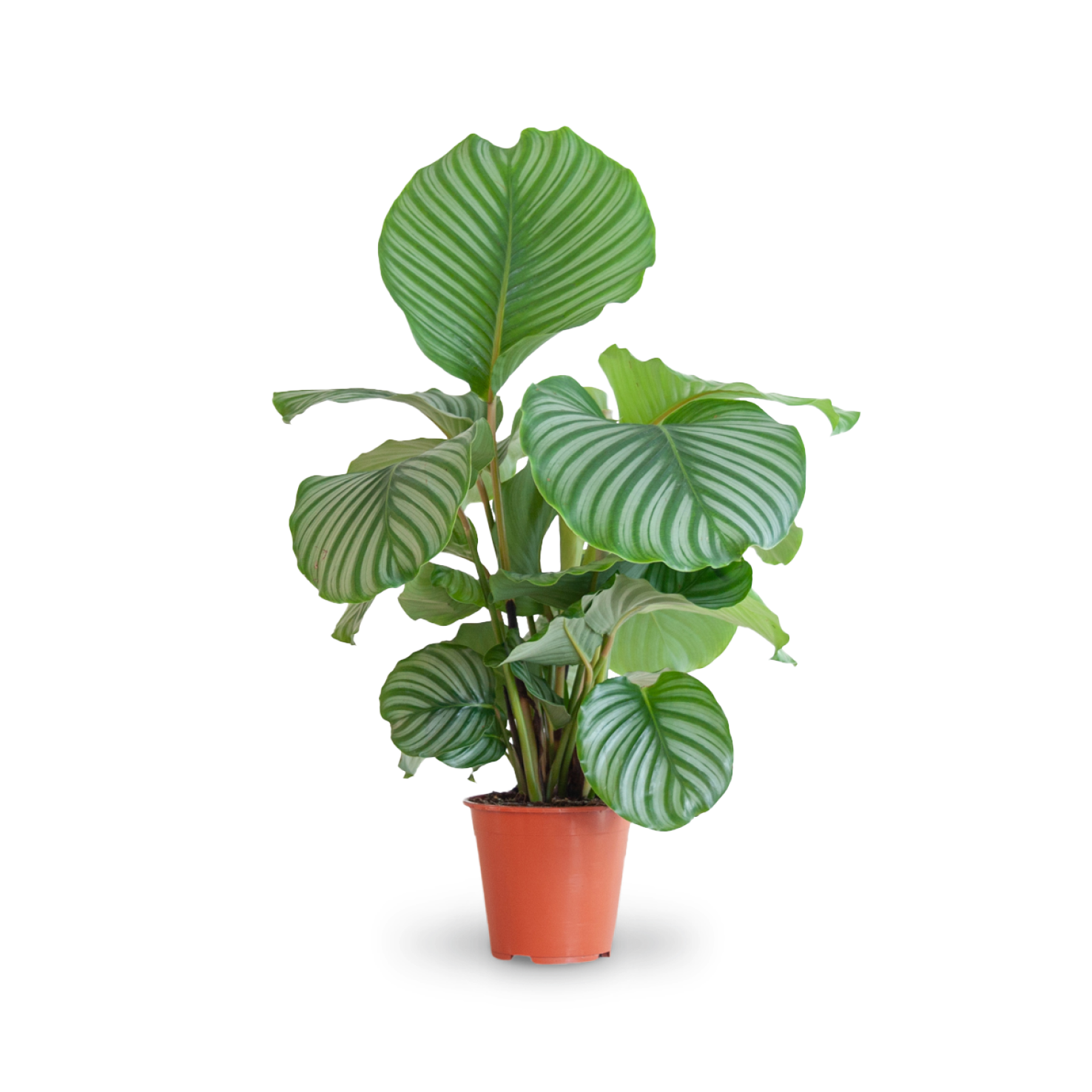 Calathea orbifolia kaufen