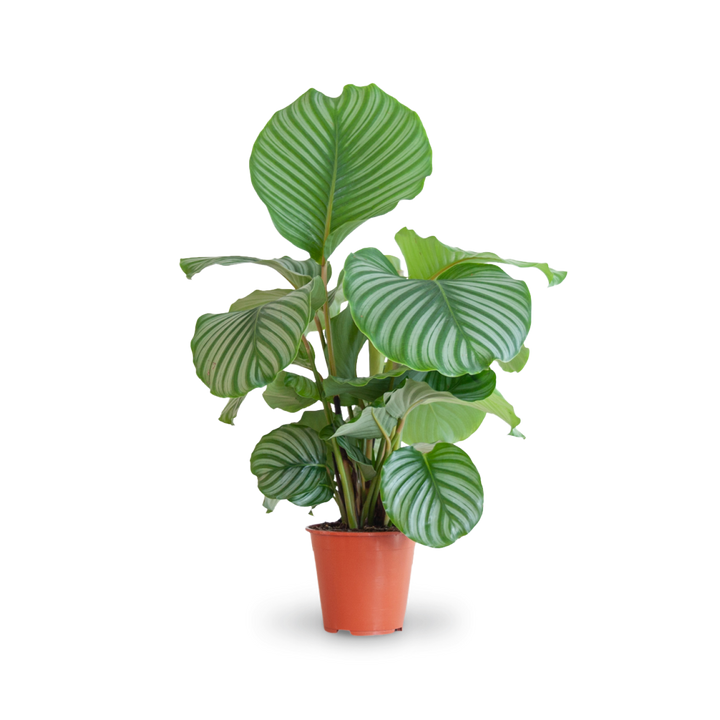 Plantura Calathea orbifolia