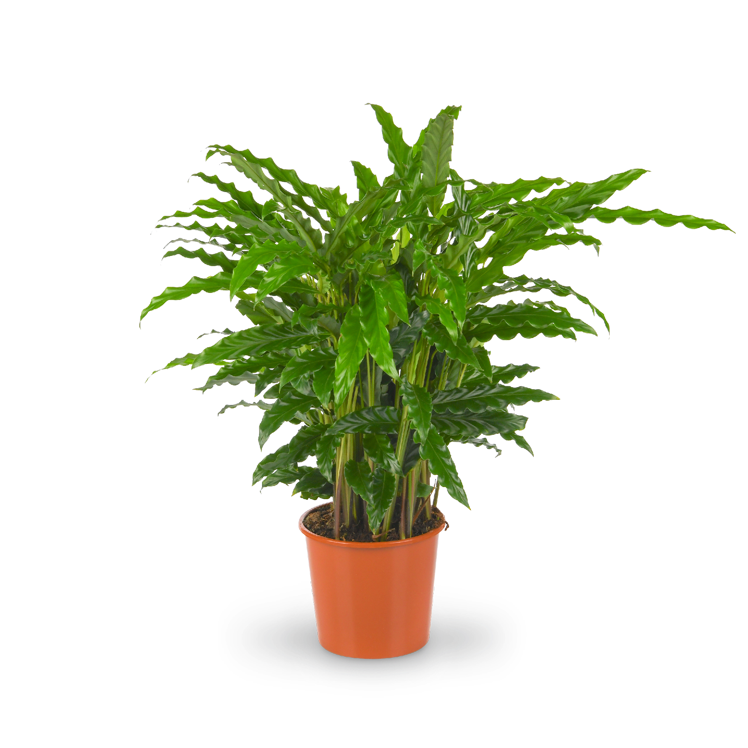 Plantura Calathea rufibarba