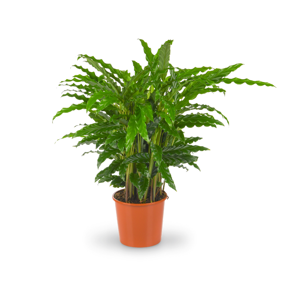 Plantura Calathea rufibarba