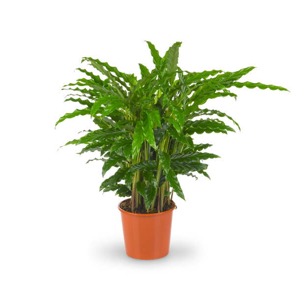 calathea in wasser Calathea rufibarba kaufen