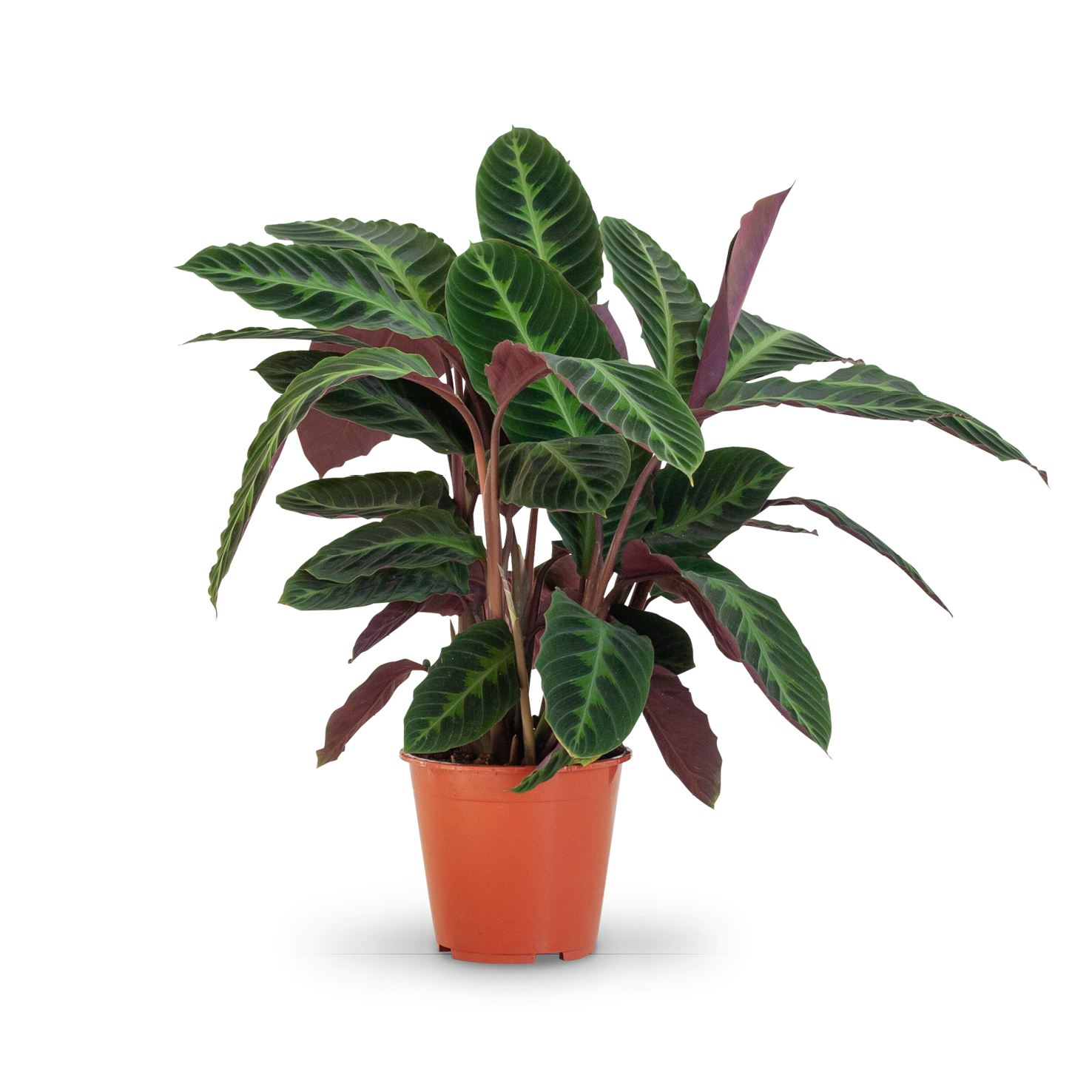 Calathea warscewiczii kaufen - Plantura Shop