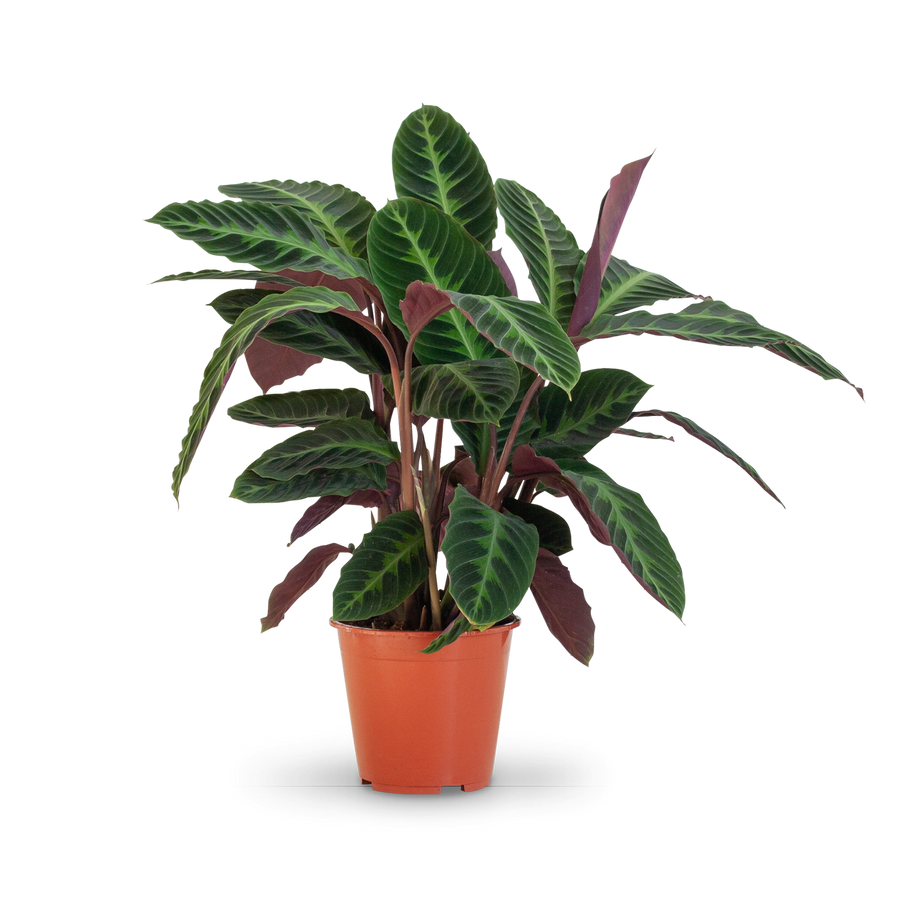 Plantura Calathea warscewiczii