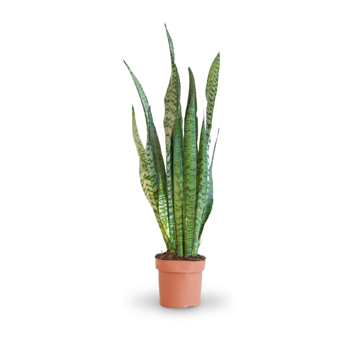 Plantura Ceylon-Bogenhanf