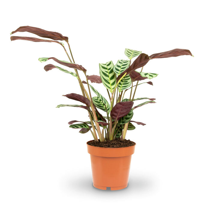 Plantura Ctenanthe burle-marxii