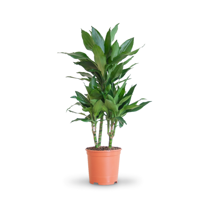 Plantura Drachenbaum 'Janet Lind'