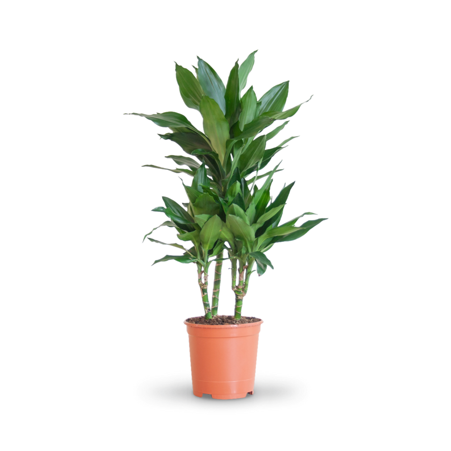 Plantura Drachenbaum 'Janet Lind'