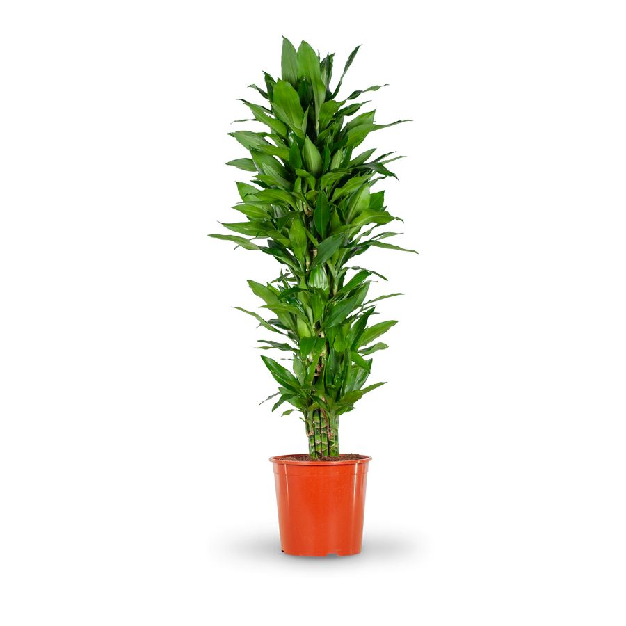 Plantura Drachenbaum 'Janet Lind' XXL-Größe
