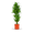 Plantura Drachenbaum 'Janet Lind' XXL-Größe