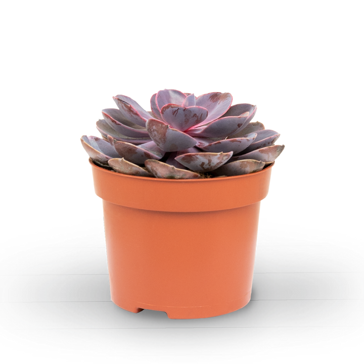 Plantura Echeveria 'Purple Pearl'