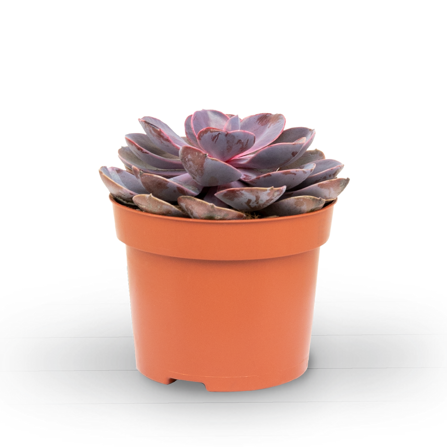 Plantura Echeveria 'Purple Pearl'