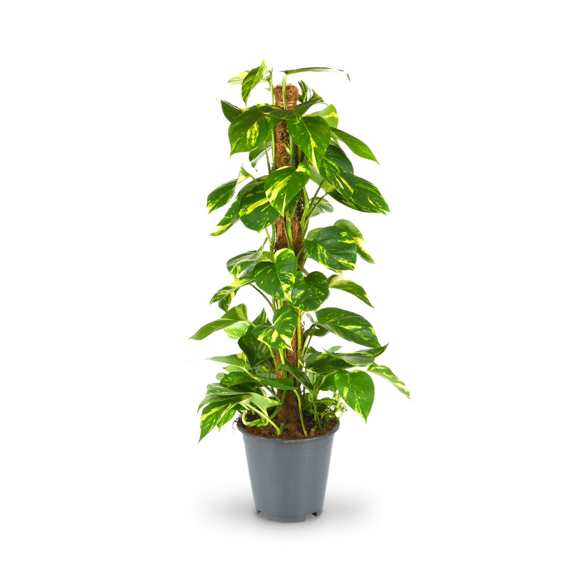 Plantura Efeutute am Moosstab