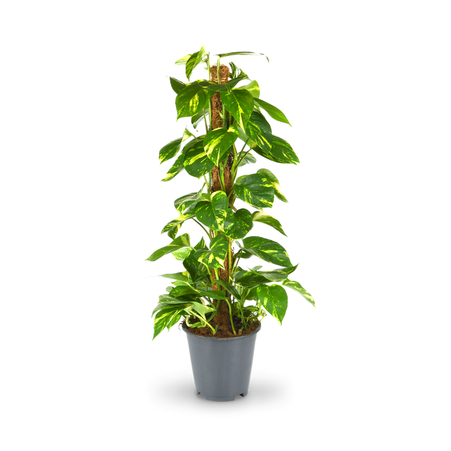 Plantura Efeutute am Moosstab