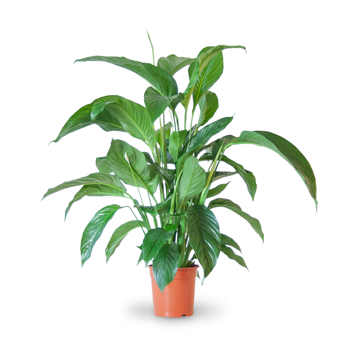 Plantura Einblatt 'Sweet Lauretta'
