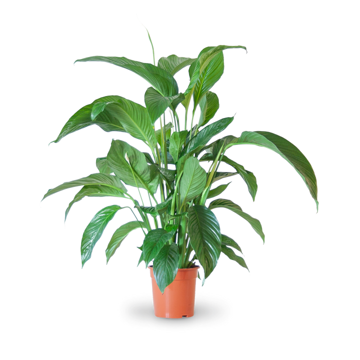 Plantura Einblatt 'Sweet Lauretta'