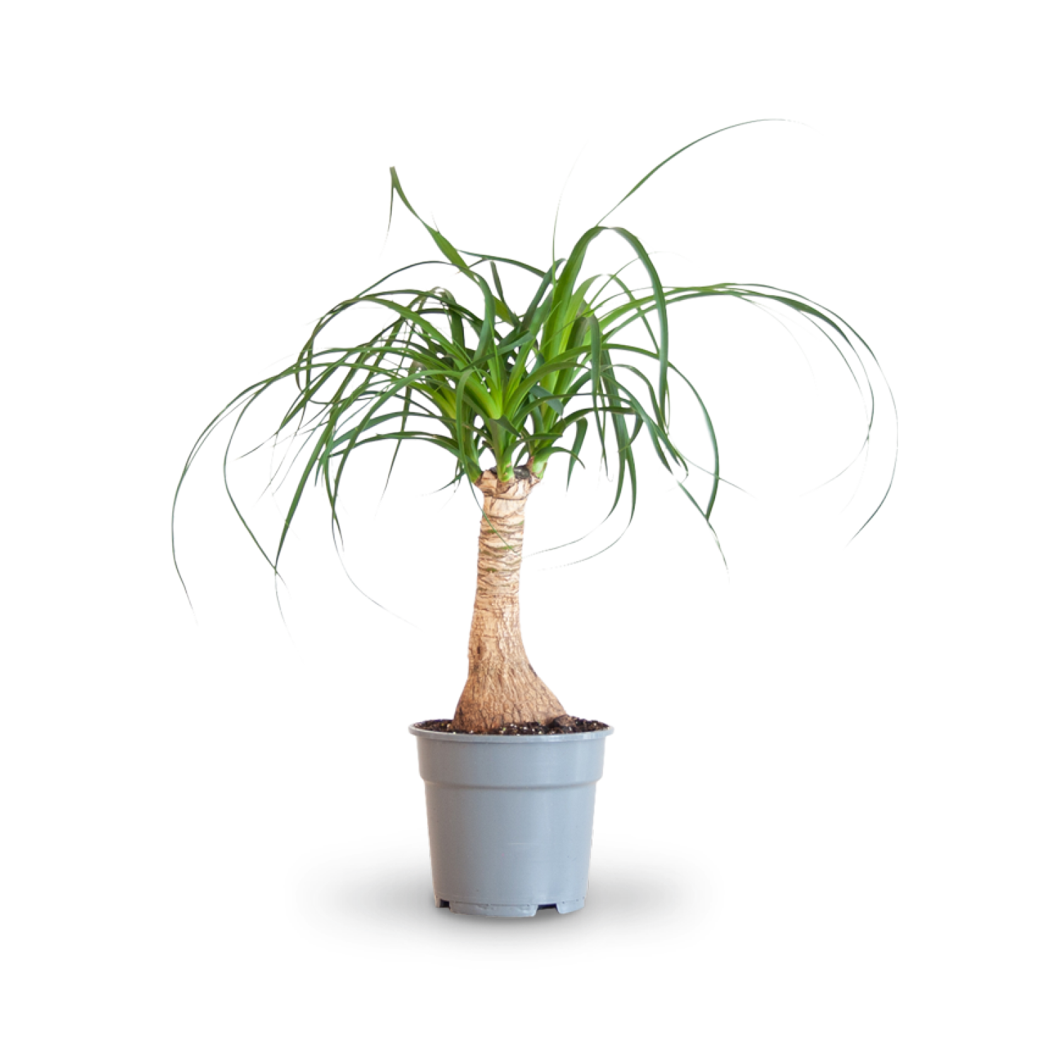 Elefantenfuß (Beaucarnea recurvata) kaufen