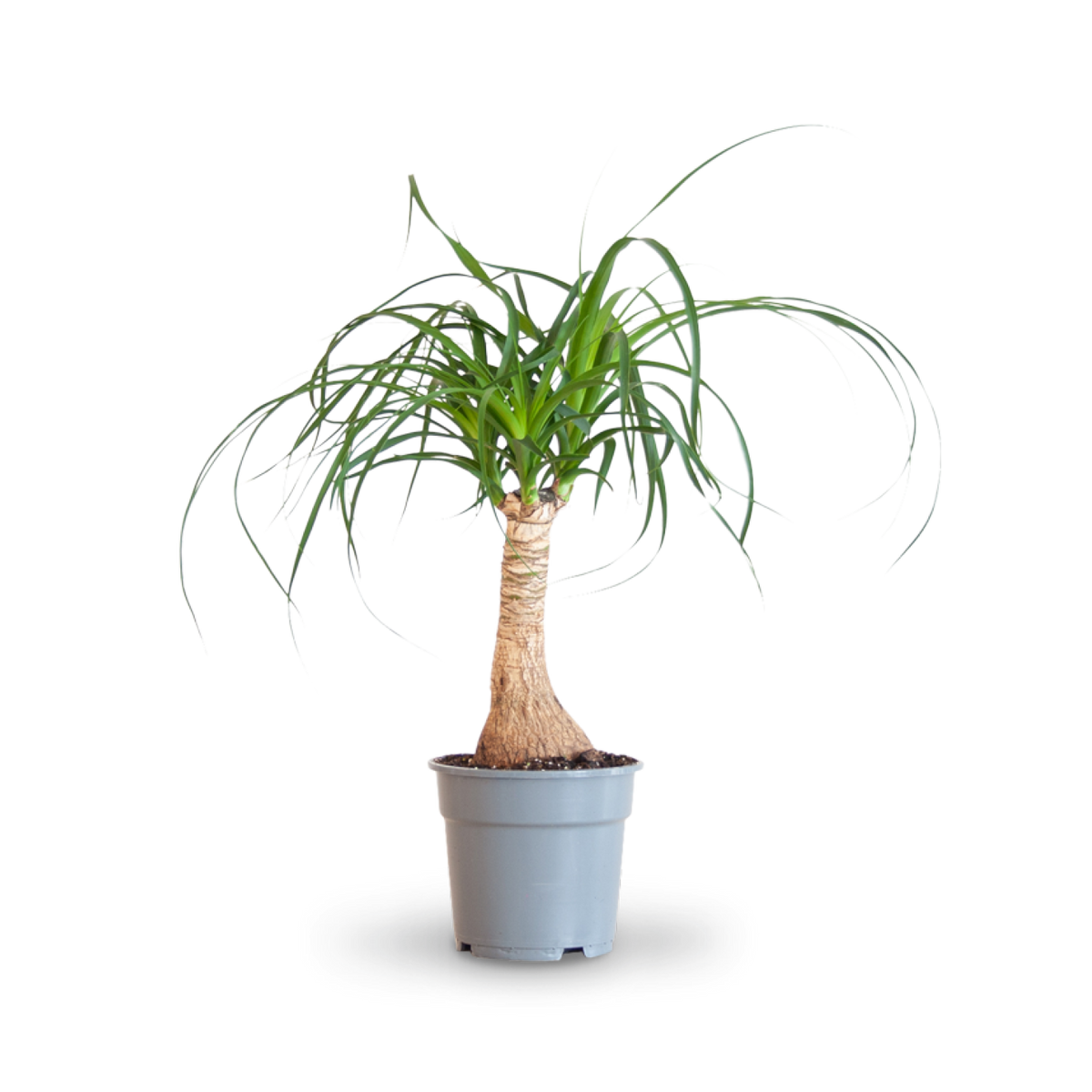 Plantura Elefantenfuß