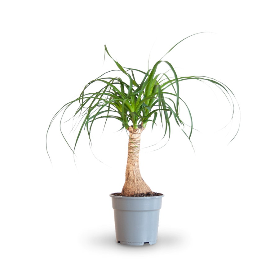 Plantura Elefantenfuß