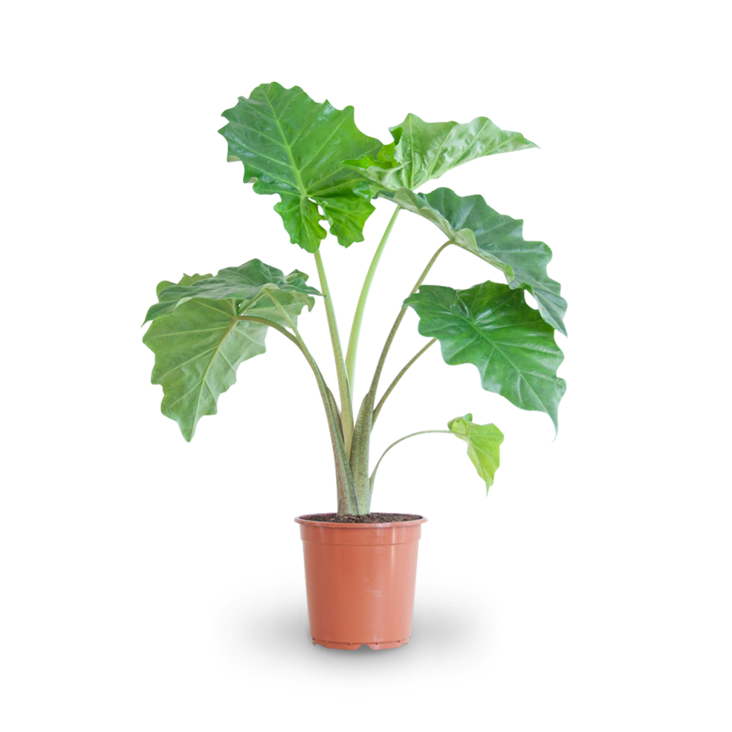Elefantenohr (Alocasia portodora) kaufen
