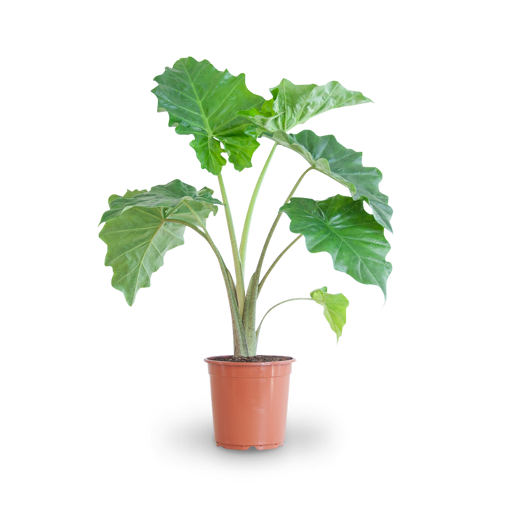 Plantura Elefantenohr
