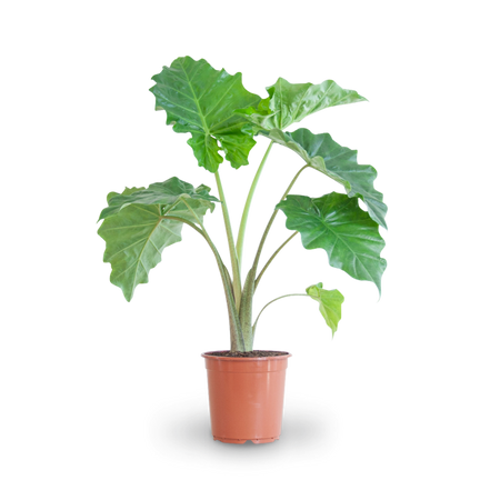 Elefantenohr (Alocasia portodora) kaufen