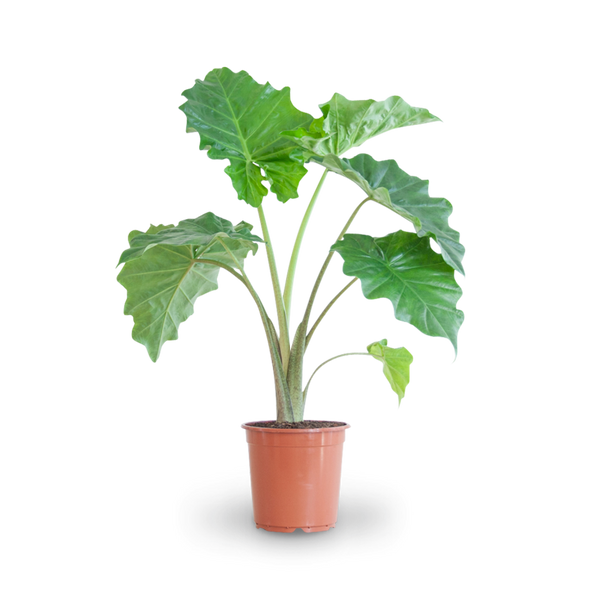 Elefantenohr (Alocasia portodora) kaufen