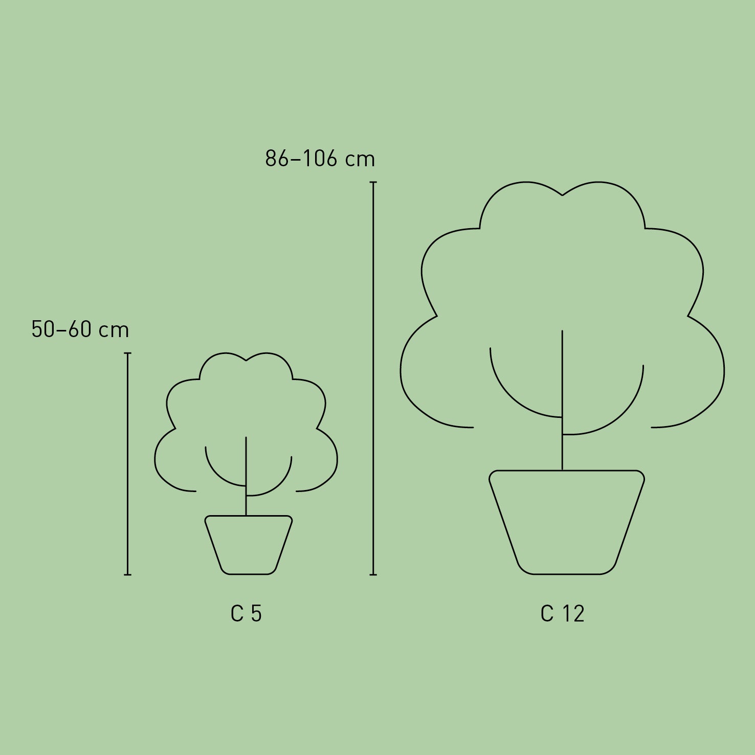 Größe der Plantura Hortensie Endless Summer® 'The Bride'